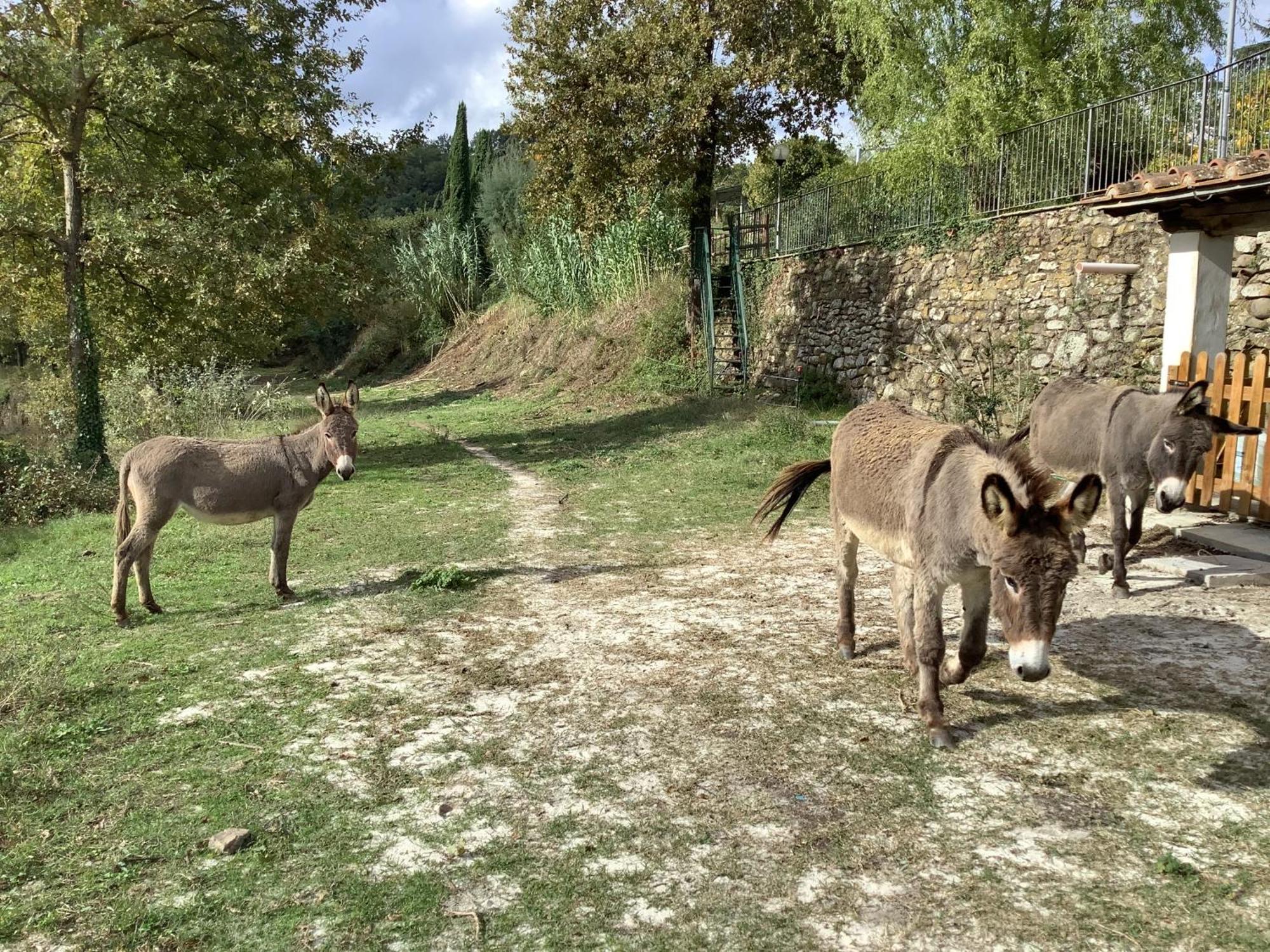 Villa Rigacci Hotel Reggello Eksteriør billede